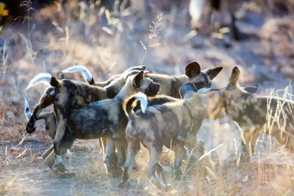 African Wild Dog-hvalpe, en alvorligt truet dyreart
