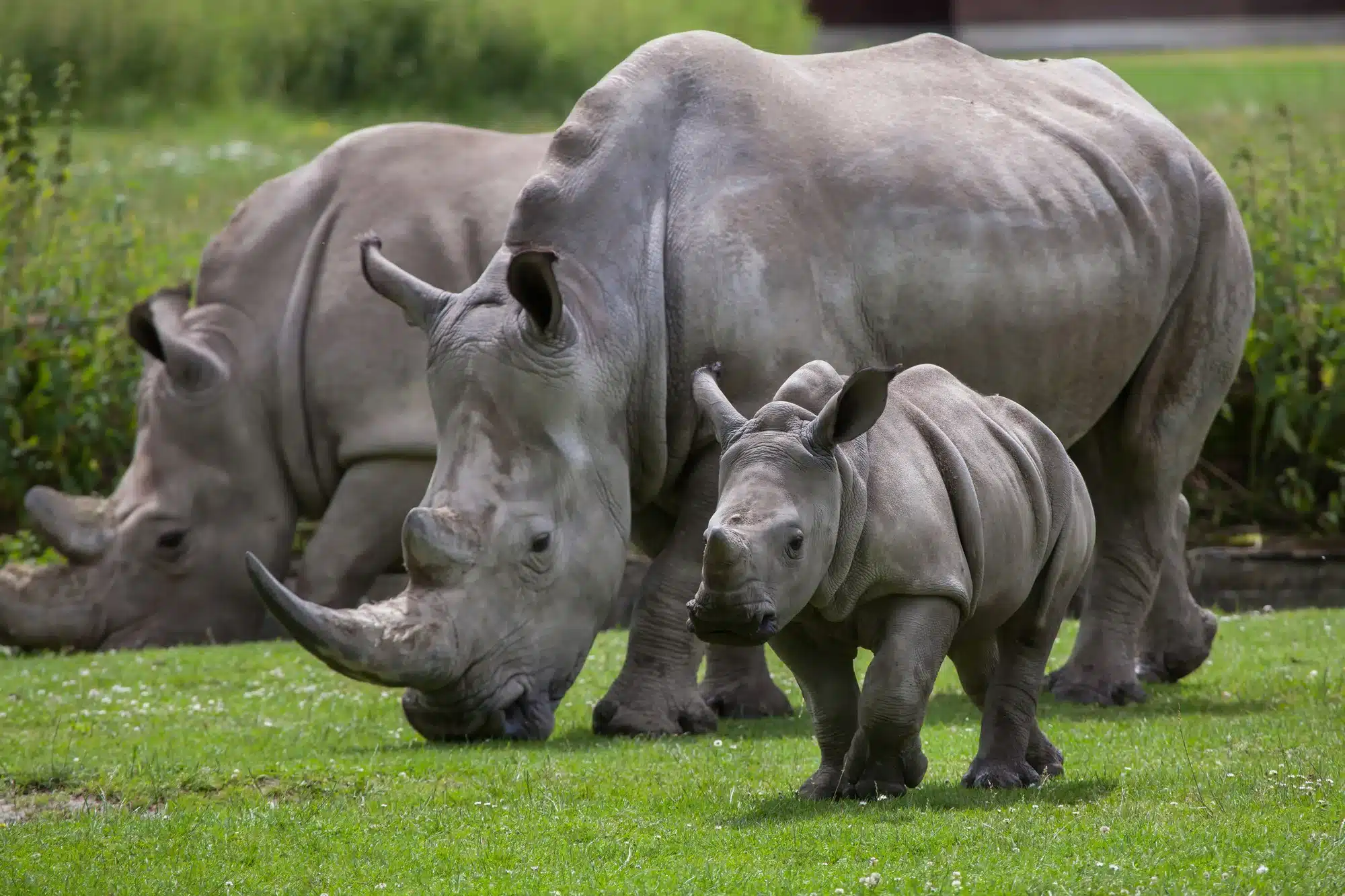 Hvidt næsehorn: Southern white rhinoceros (Ceratotherium simum simum). Truede dyrearter