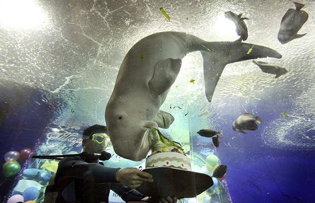 Singapore Dugong