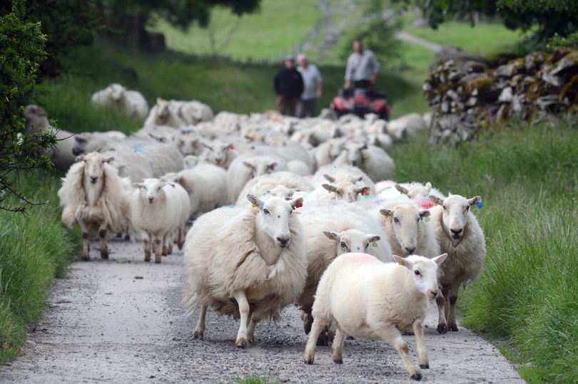 Englands madkultur Wales lam (marque protégée)