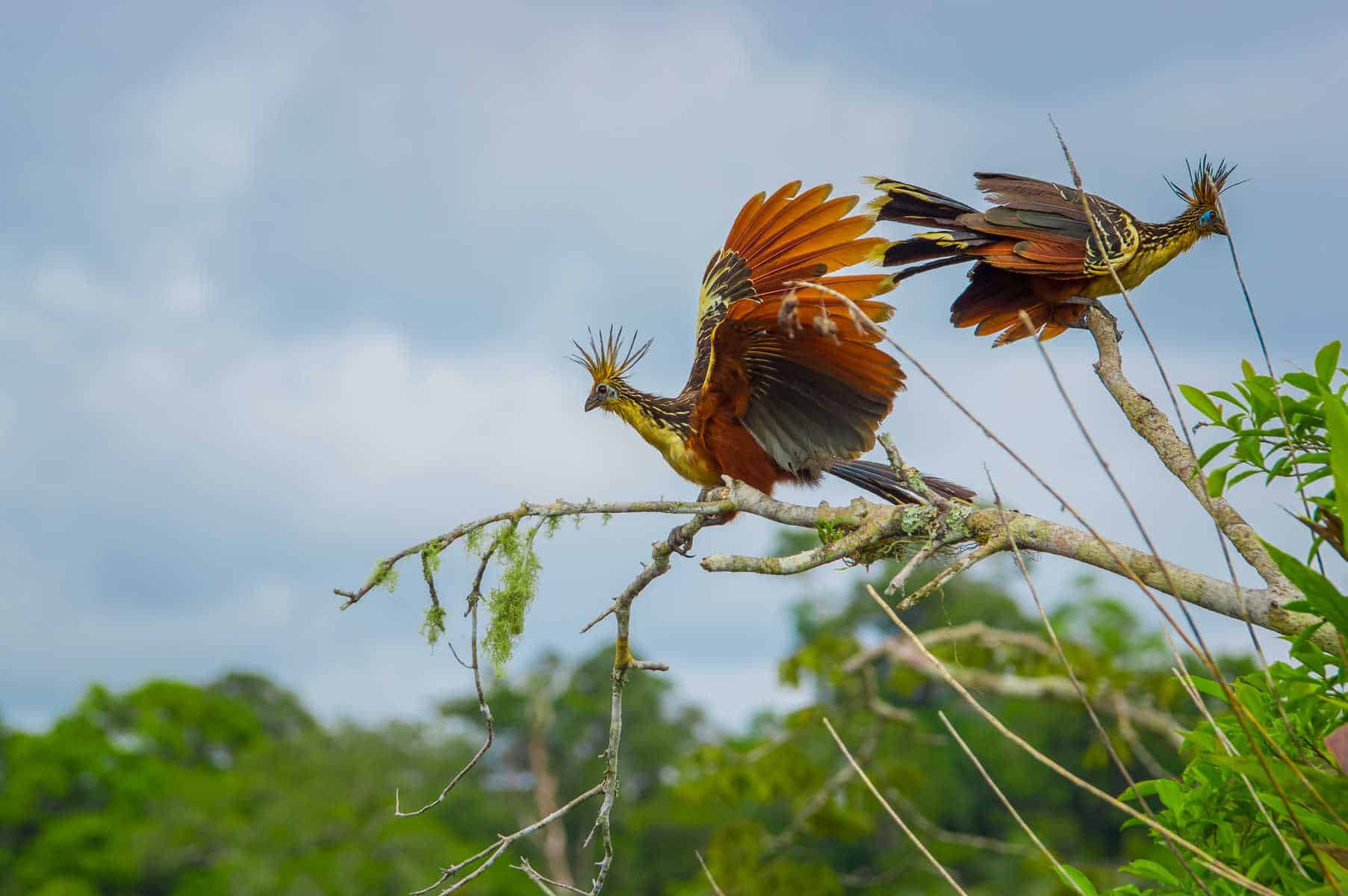 Amazon sjælden fugl