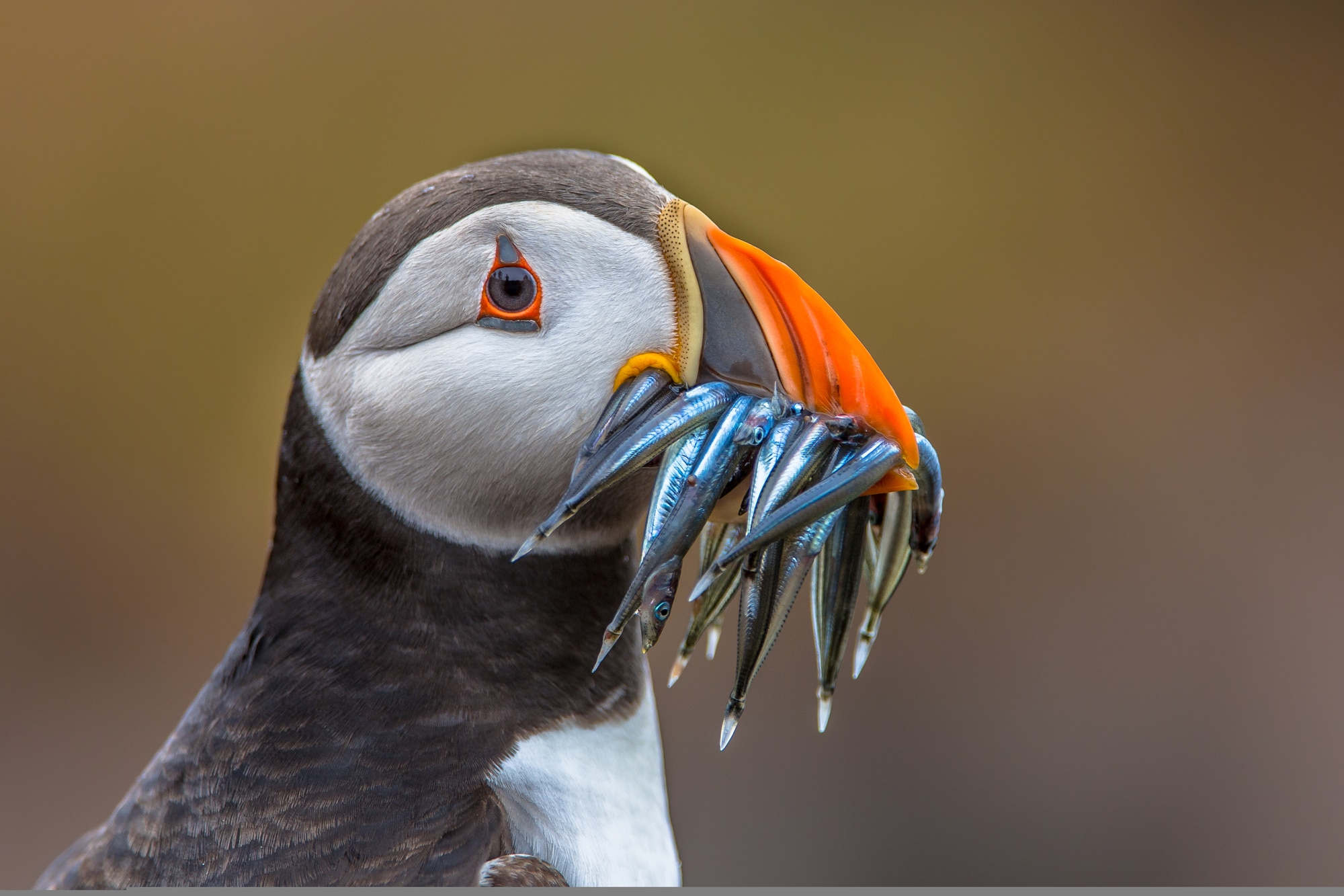Hurtigruten i Nordatlanten møder charmerende søpapegøjer 1 Puffin with beak full of eelsPuffin with beak full of eels
