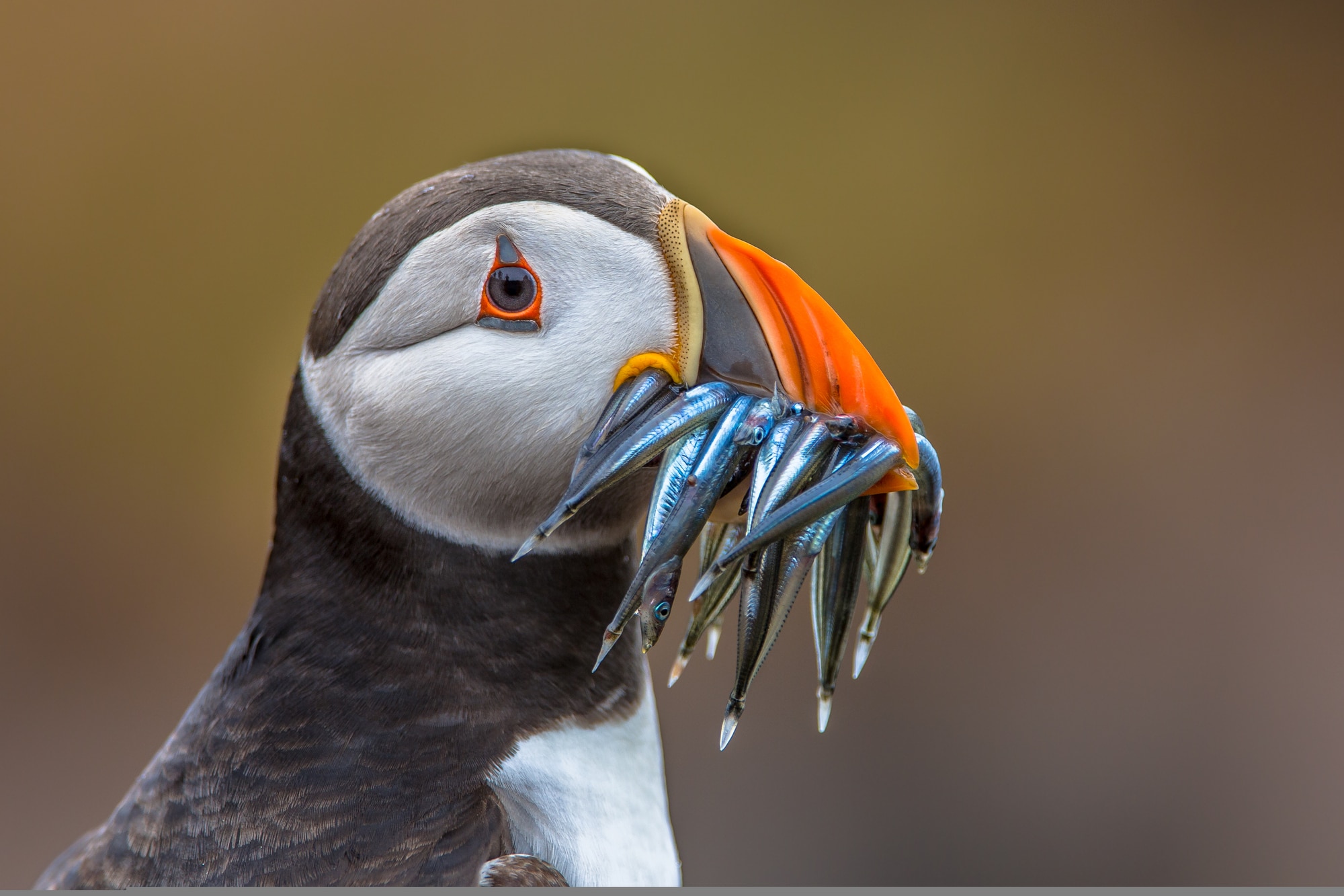 Puffin with beak full of eelsPuffin with beak full of eels