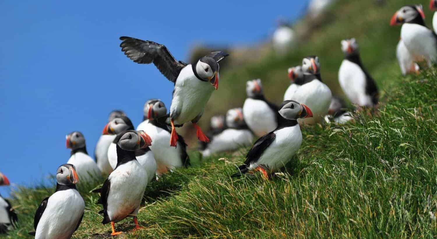 Perroquets de mer des îles Féroé