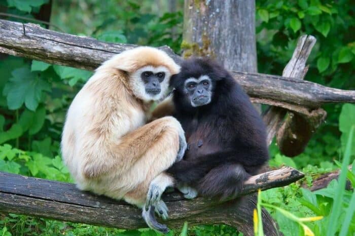 Gibbons phuket Thailand