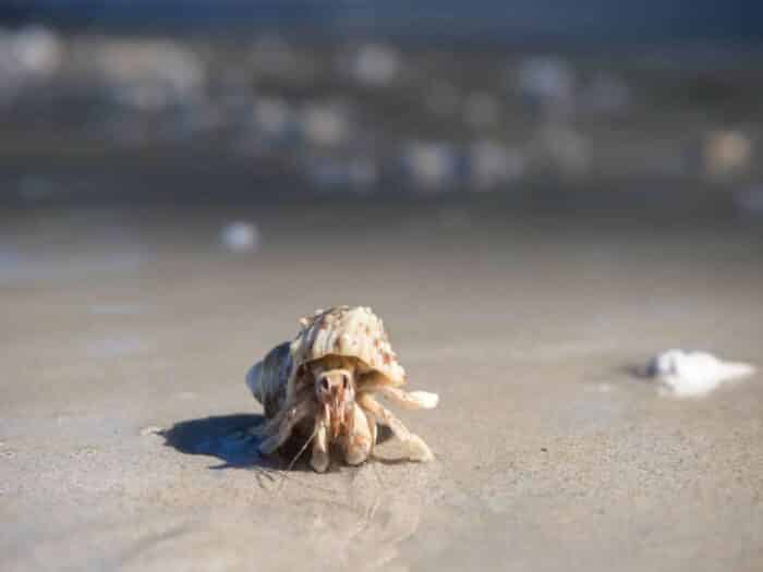 Hermit crab i Sirinat National Park Phuket Thailand