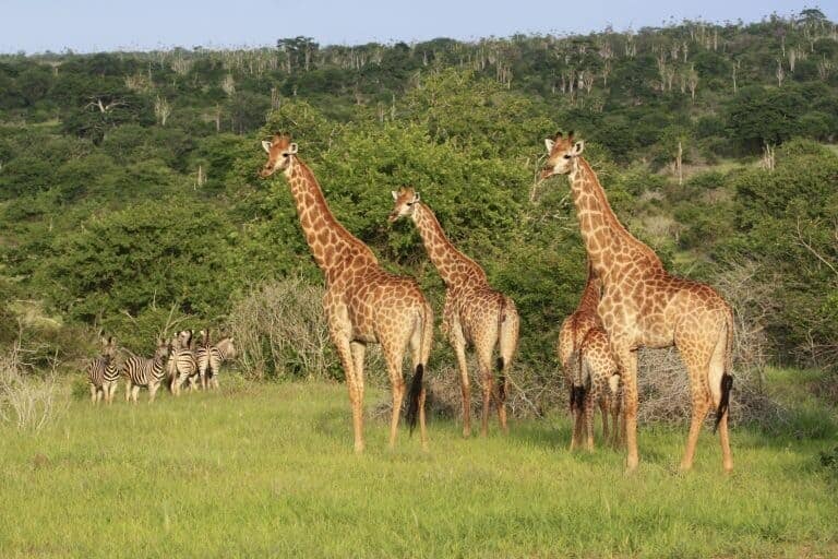 Kissama National Parken i Angola