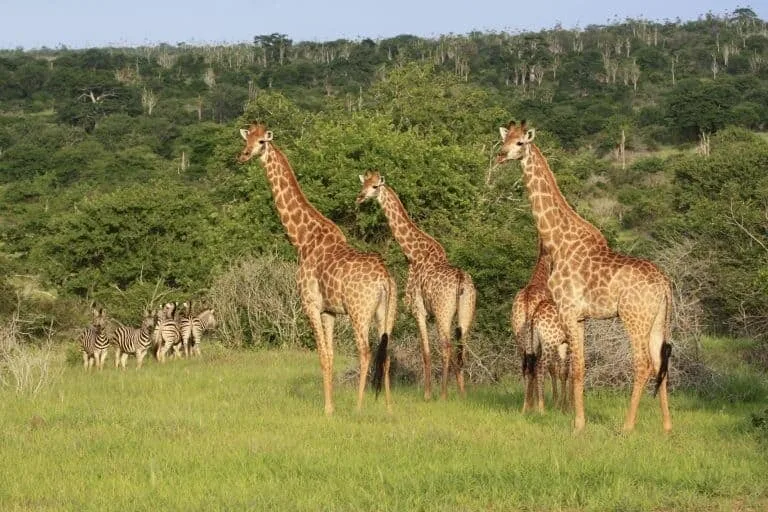Kissama National Parken i Angola