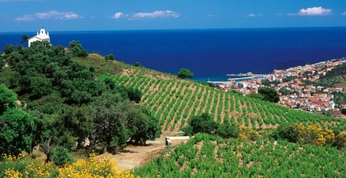 Languedoc-vinproduktion-helt-ned-til-havet