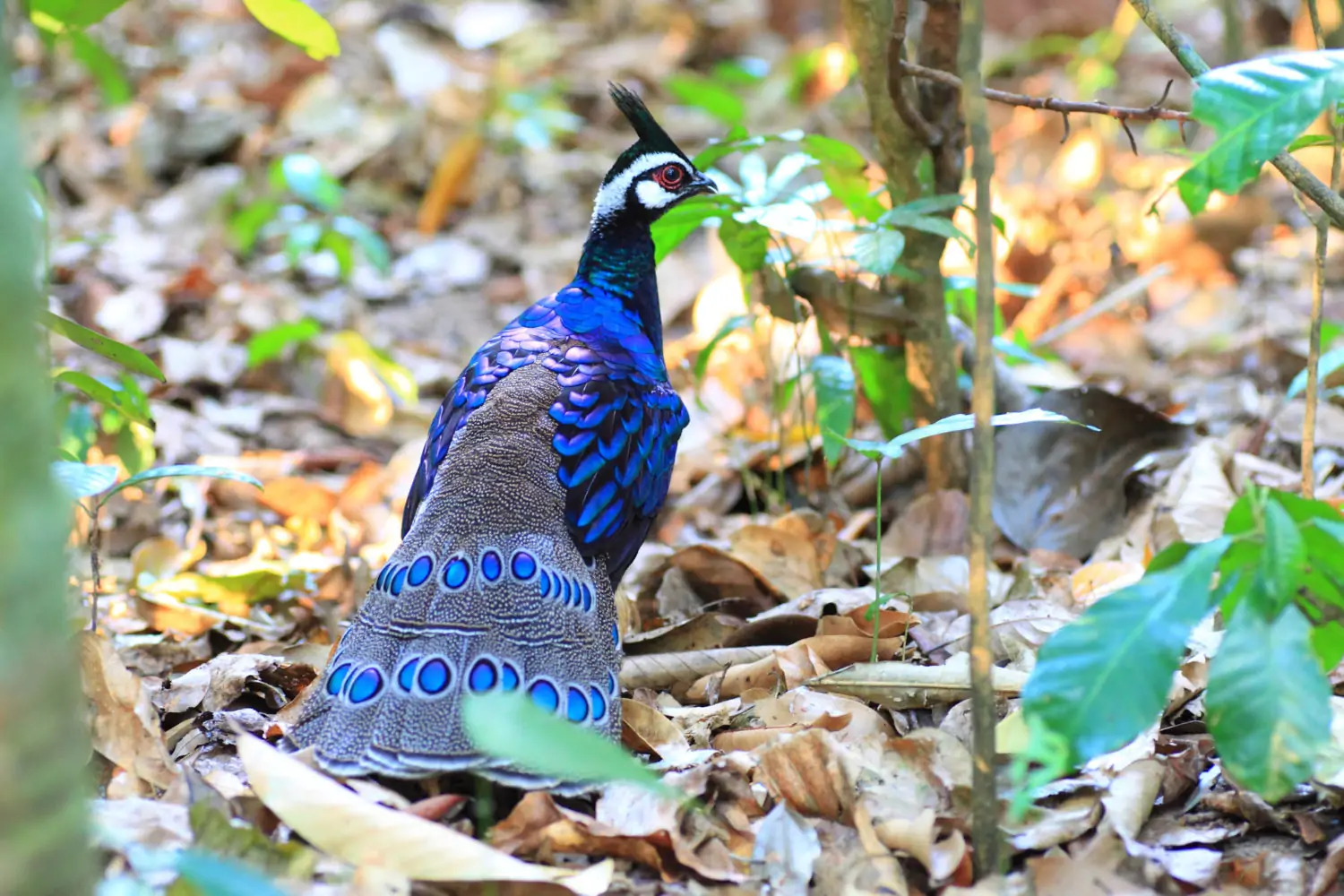 Fillipinerne Peacock-Pheasant