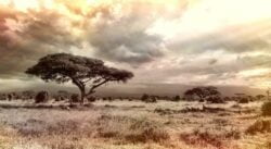 afrika-savanne