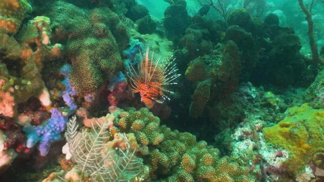 Dykkerferie på Bali Coral reef and tropical fish. Bali,Indonesia.