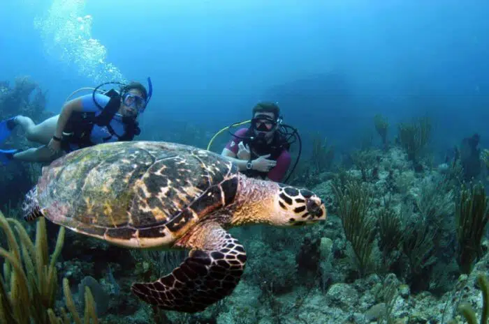 Er du til havfruer og jomfruer ? Dykkerferie i British Virgin Islands