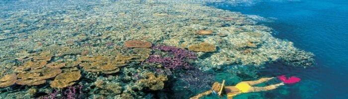 Håb for Great Barrier Reef i Australien