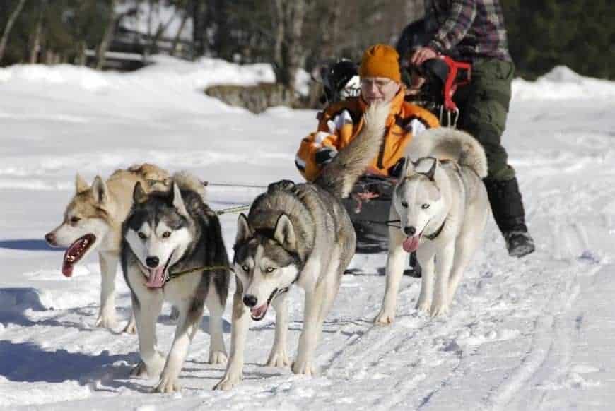Østrig, huskyranch i Angerberg Kitzbüheler Alperne