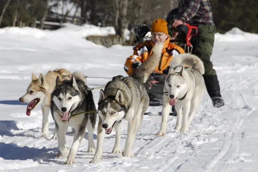 Østrig, huskyranch i Angerberg Kitzbüheler Alperne