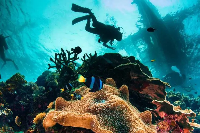 Filippinernes truede fauna og flora, her et af de utroligt smukke koralrev