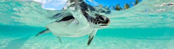 dykkerferie til Maldiverne, havskildpadde maldiverne