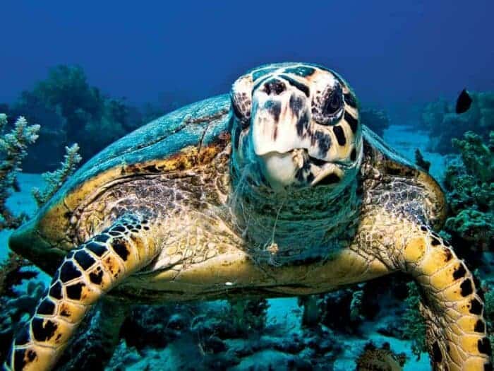 hawksbill turtle Bali