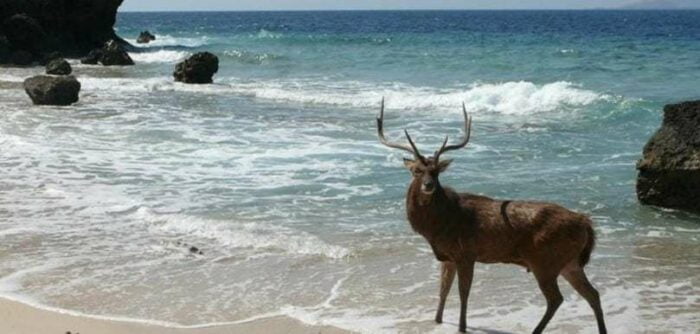 menjangan deer Bali