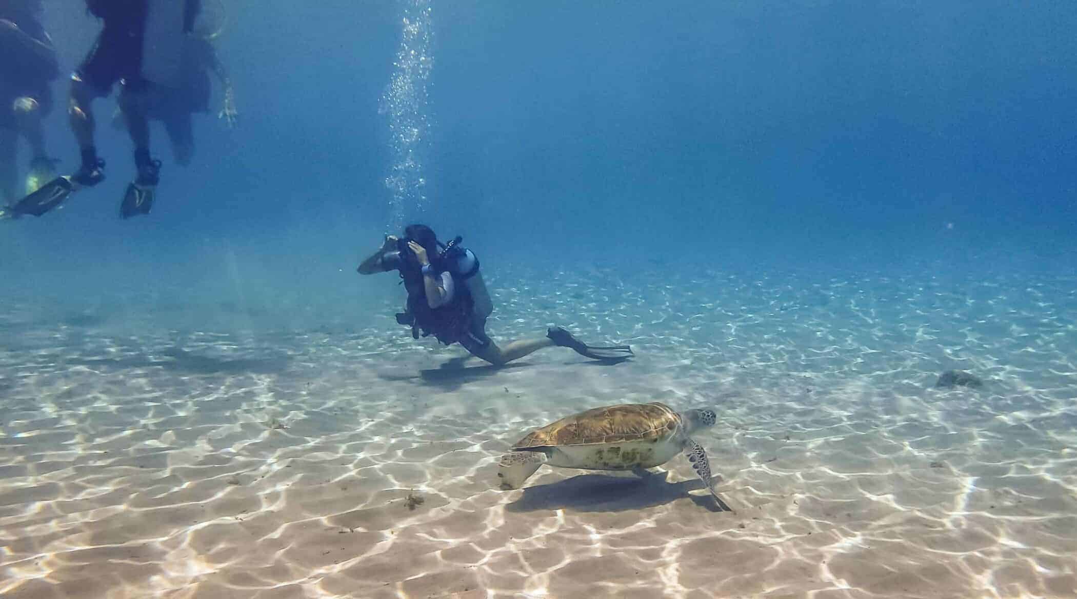 Swimming with turtles 