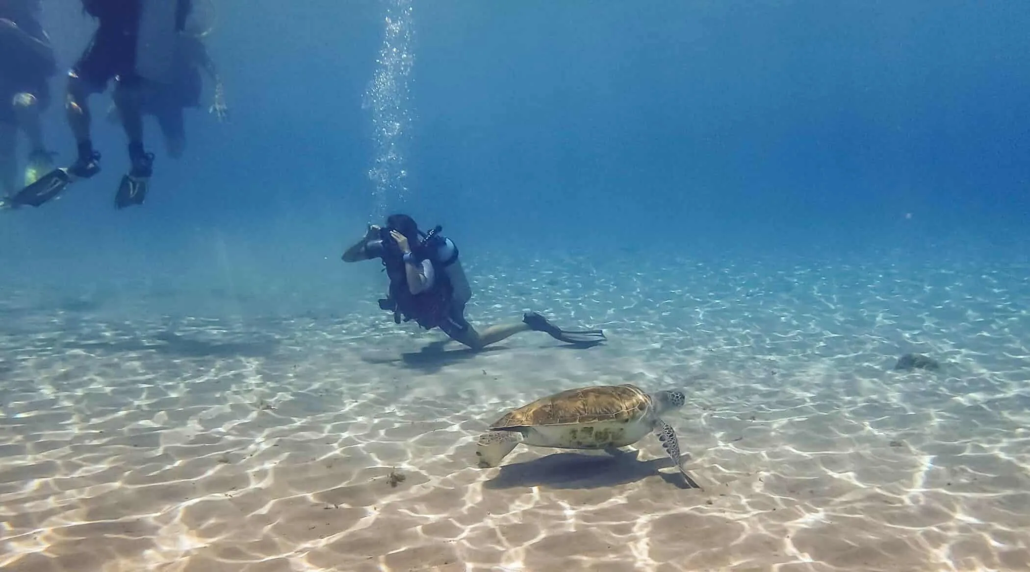Swimming with turtles 