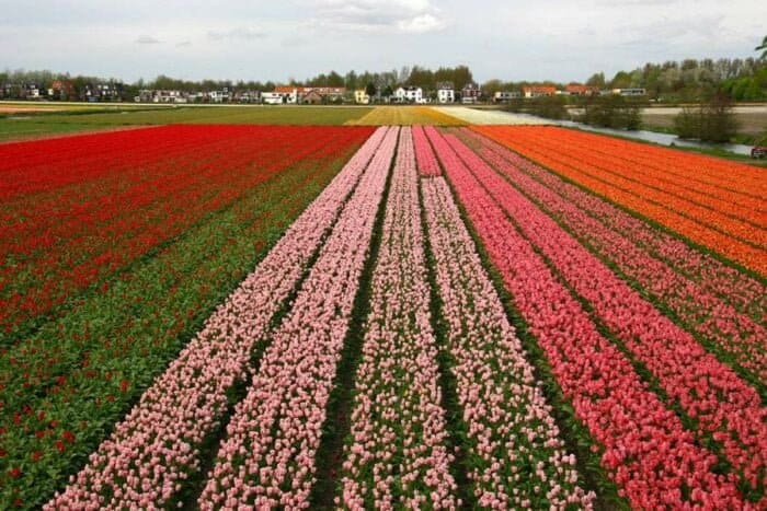 Holland_tulipaner
