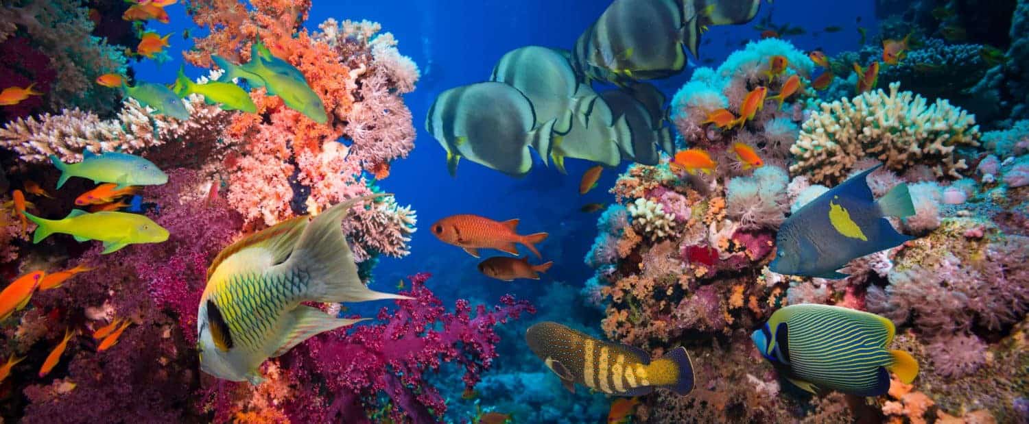 Great Barrier Reef, Tropical Fish and Coral Reef. Ecosystem, climate
