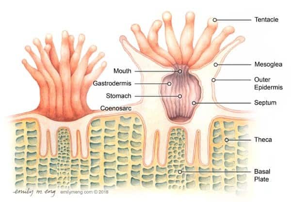 coral polyp