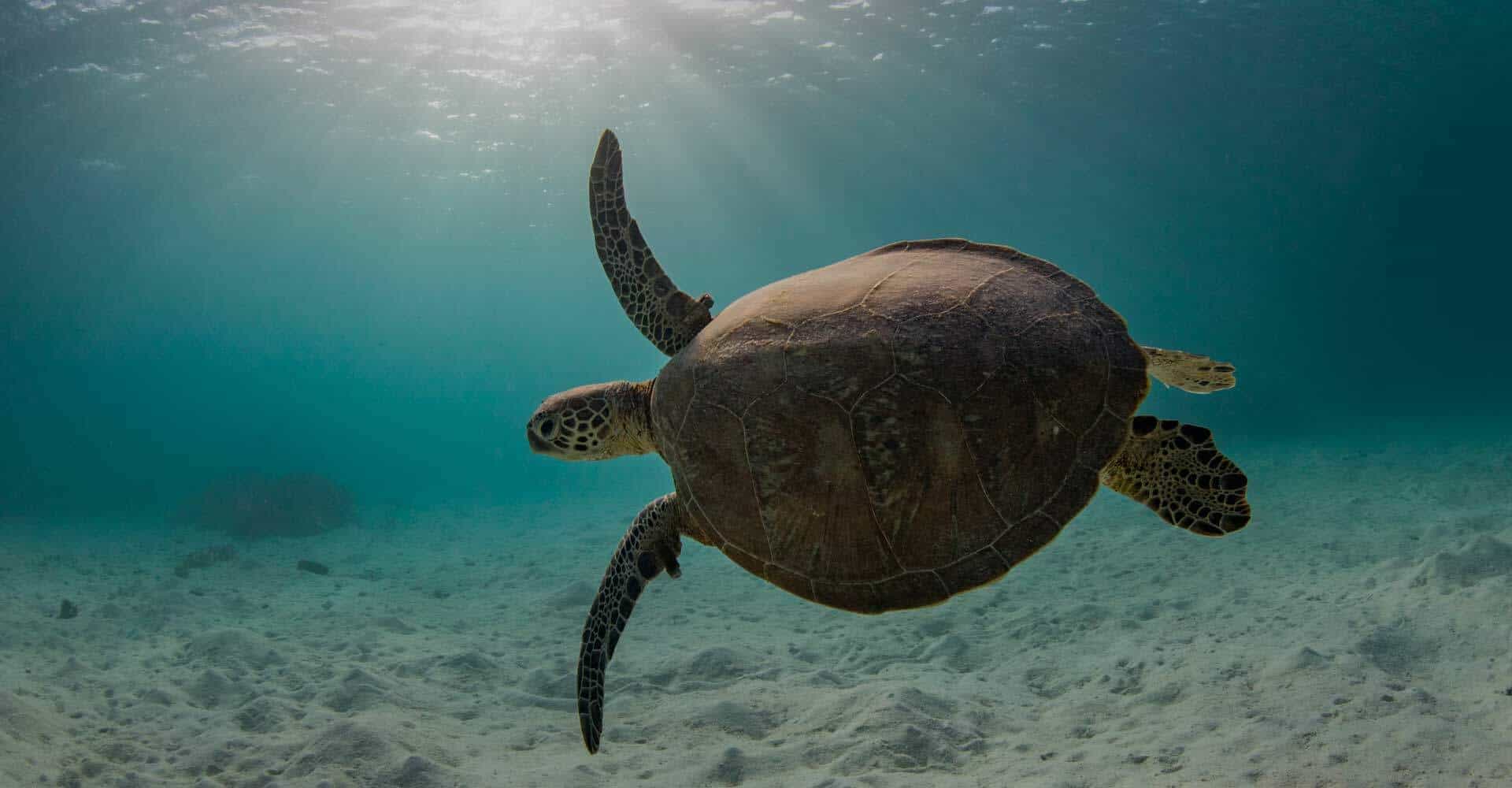 Havskildpadder ved Kap Verde, dem kan vi ikek blive trætte af