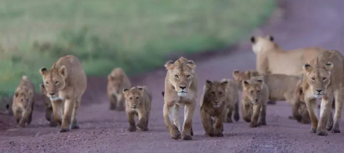 På Safari i Tanzania: Ngorongoro kraterets vilde løver