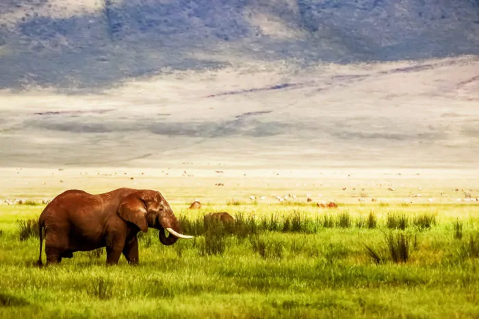 Lonely African elephant in the Ngorongoro Crater in the background of mountains and green grass. Ngorongoro Conservation Area.