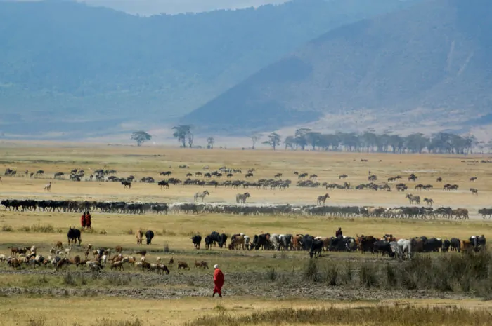 Ngorongoro krateret rummer en overflod af vilde dyr på et overskueligt areal i Tanzania