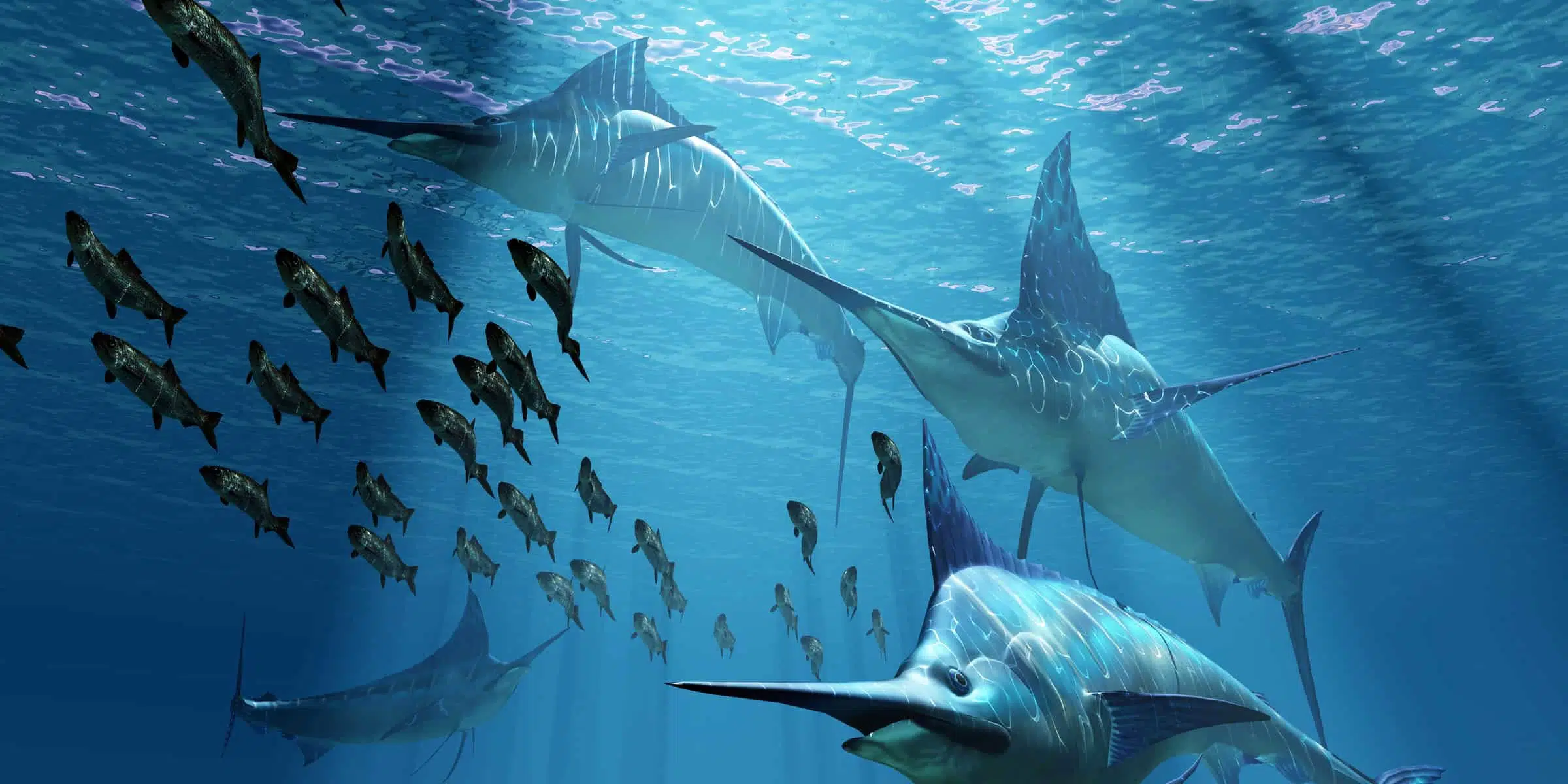 A pack of Blue Marlin predatory fish hunt a school of Herring fish.