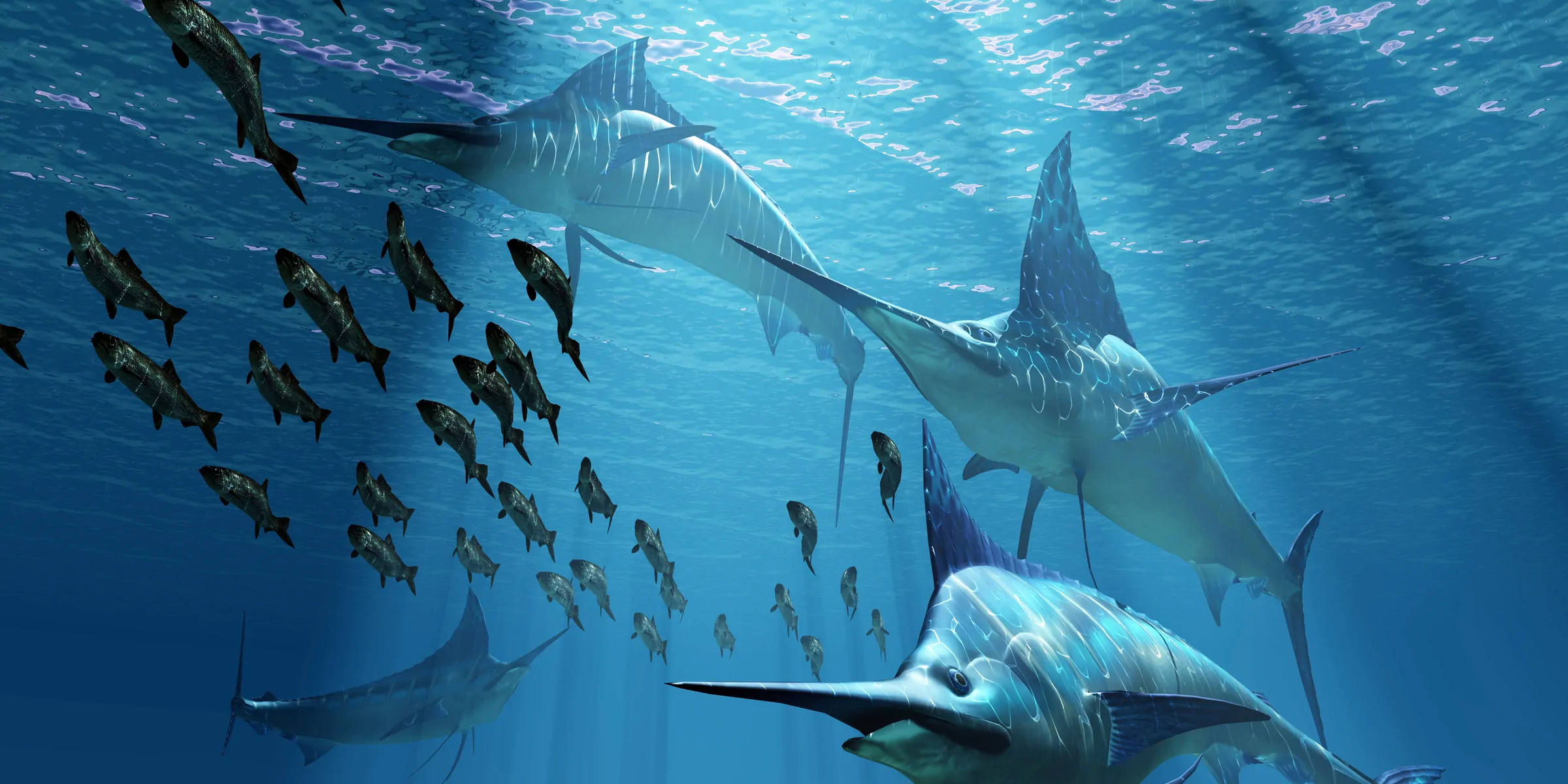 A pack of Blue Marlin predatory fish hunt a school of Herring fish.