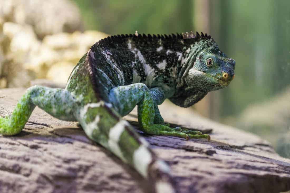 Fiji Island, truet fyreart, den meget spændende Iguana