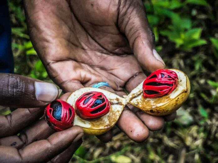 A farmer s hand presenting a fresh nutmeg fruit in zanzibar