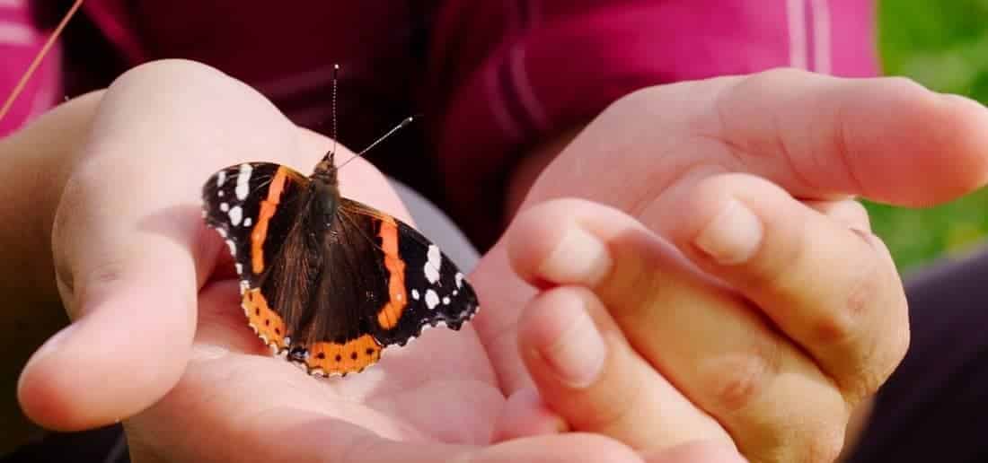 admiralfalter-schmetterling-hände--öwthomaskirschner.jpg.3706403