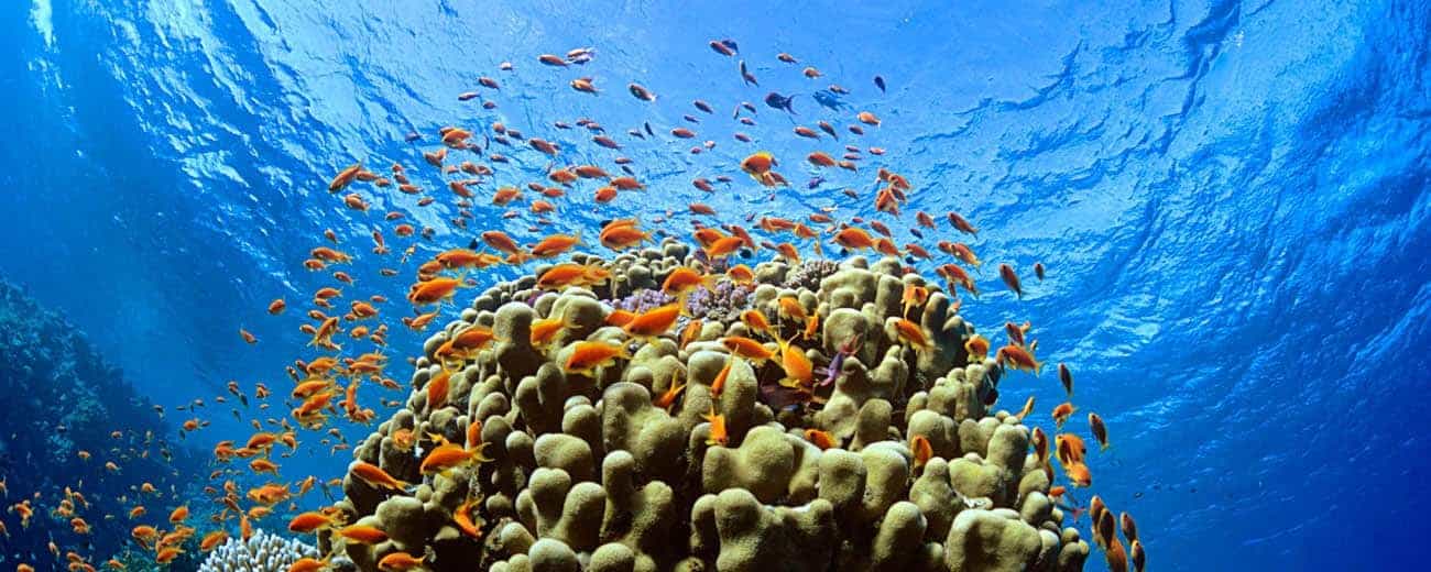 Hurghada, Egypten,dykningen er perfekt