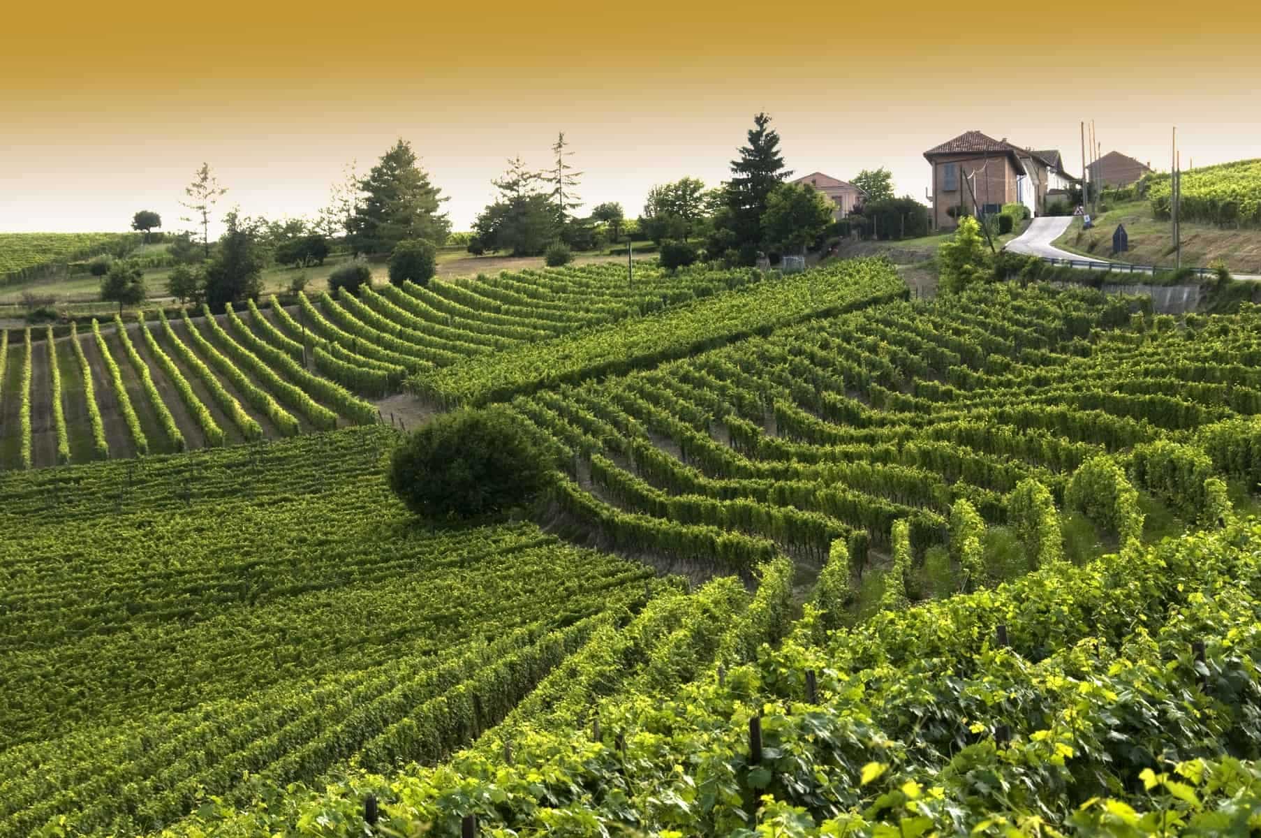 Barbera grapes in Piedmont, Italy.