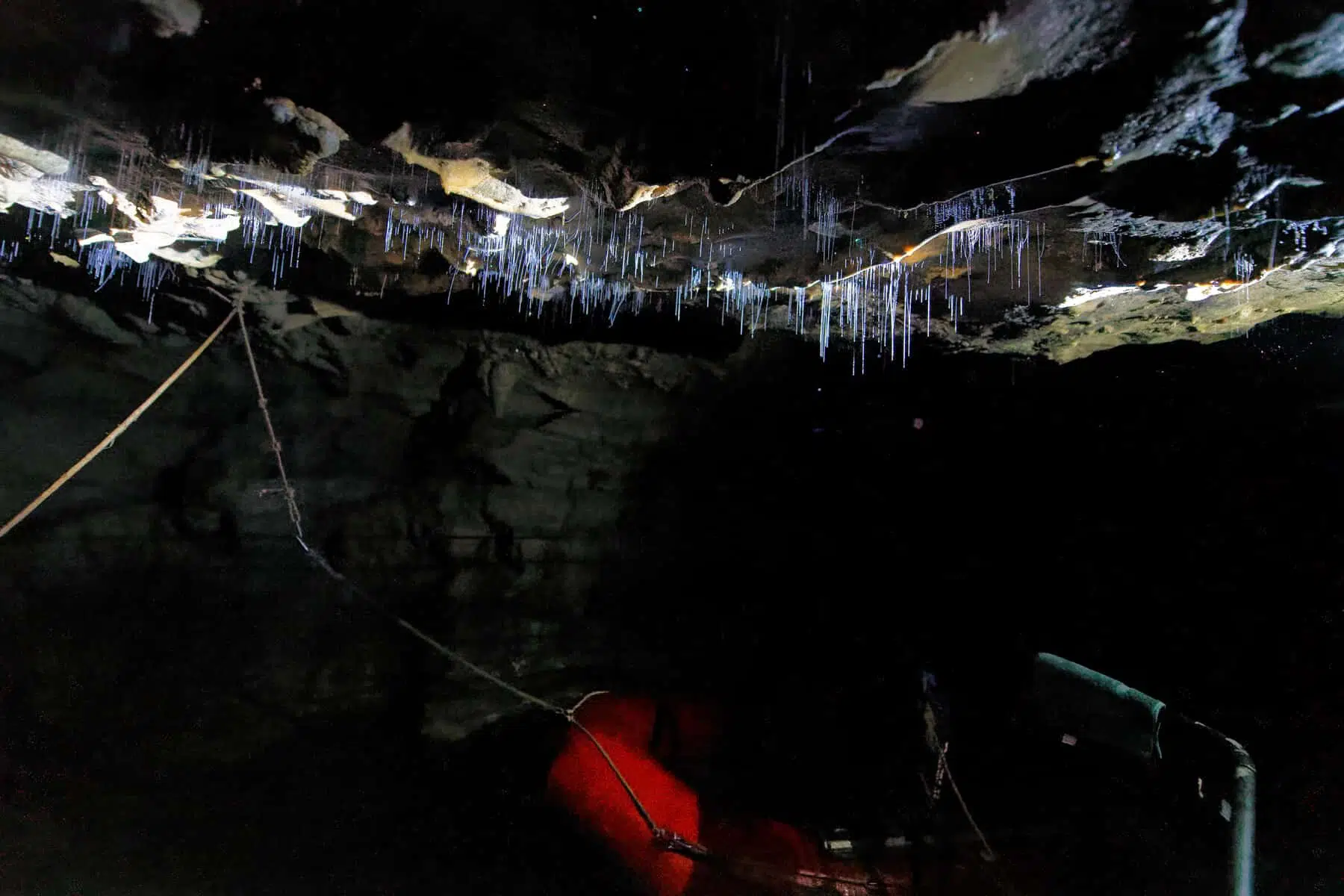 waitomo glowworms filaments