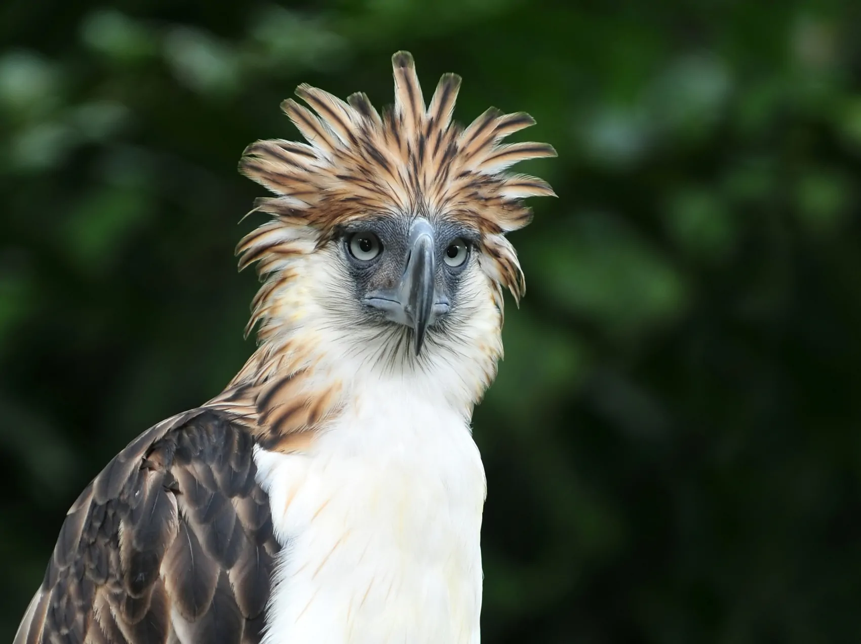 Philippine Eagle eller den abe spisende ørn er en yderst sjælden dyreart idag. Kun 400 par tilbage. Filippinernes truede fauna og flora