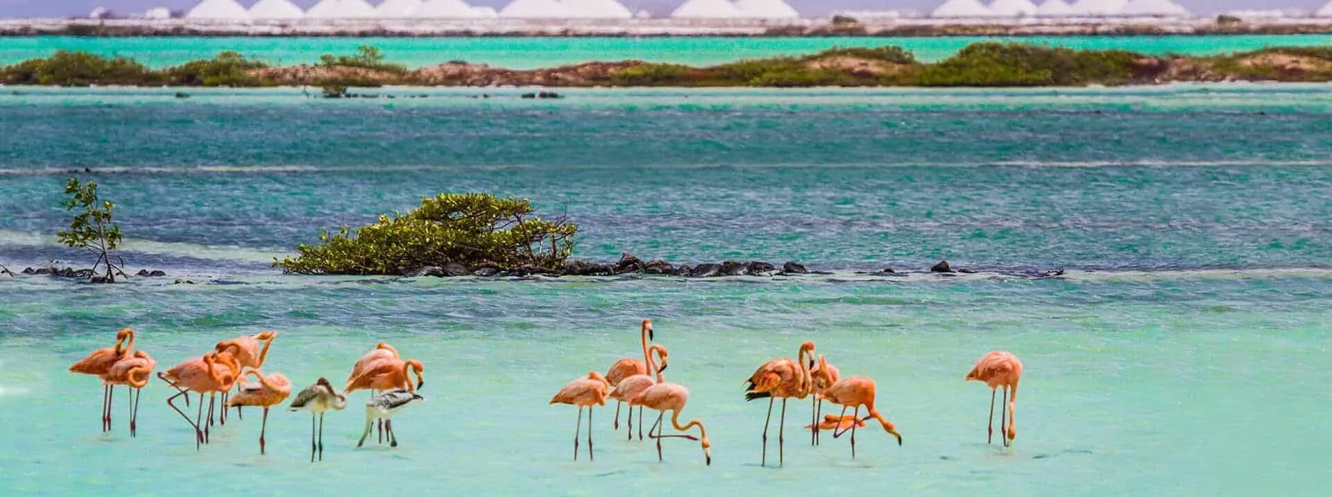 bonaire flamingos