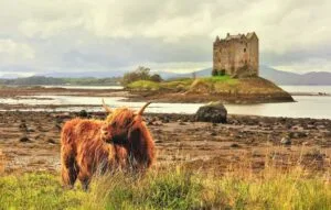 Slotte i Skotland. A lone highland cow grazes on grass, with castle Stalker in the background. A classic Scottish image.