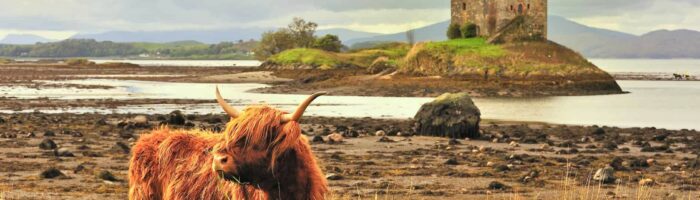 Slotte i Skotland. A lone highland cow grazes on grass, with castle Stalker in the background. A classic Scottish image.