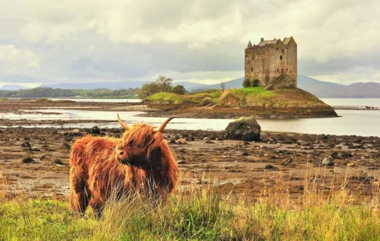 Slotte i Skotland. A lone highland cow grazes on grass, with castle Stalker in the background. A classic Scottish image.