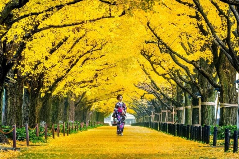 KYOTO, JAPAN. People enjoy the spring season by partaking in nighttime Hanami festivals. The annual festivals coincide with the seasonal blooming of the cherry blossoms.