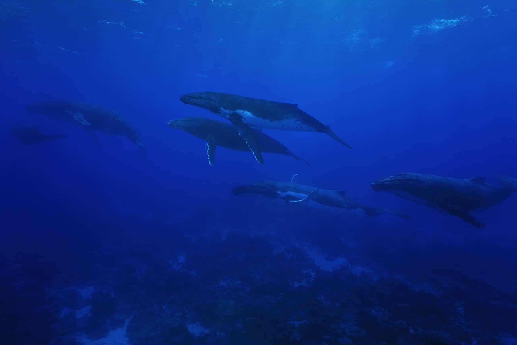 Gruppe af humpback hvaler, Megaptera novaeangliae, Megaptera novaeangliae, underwater in the Pacific ocean, Rurutu island, Austral archipelago, French Polynesia