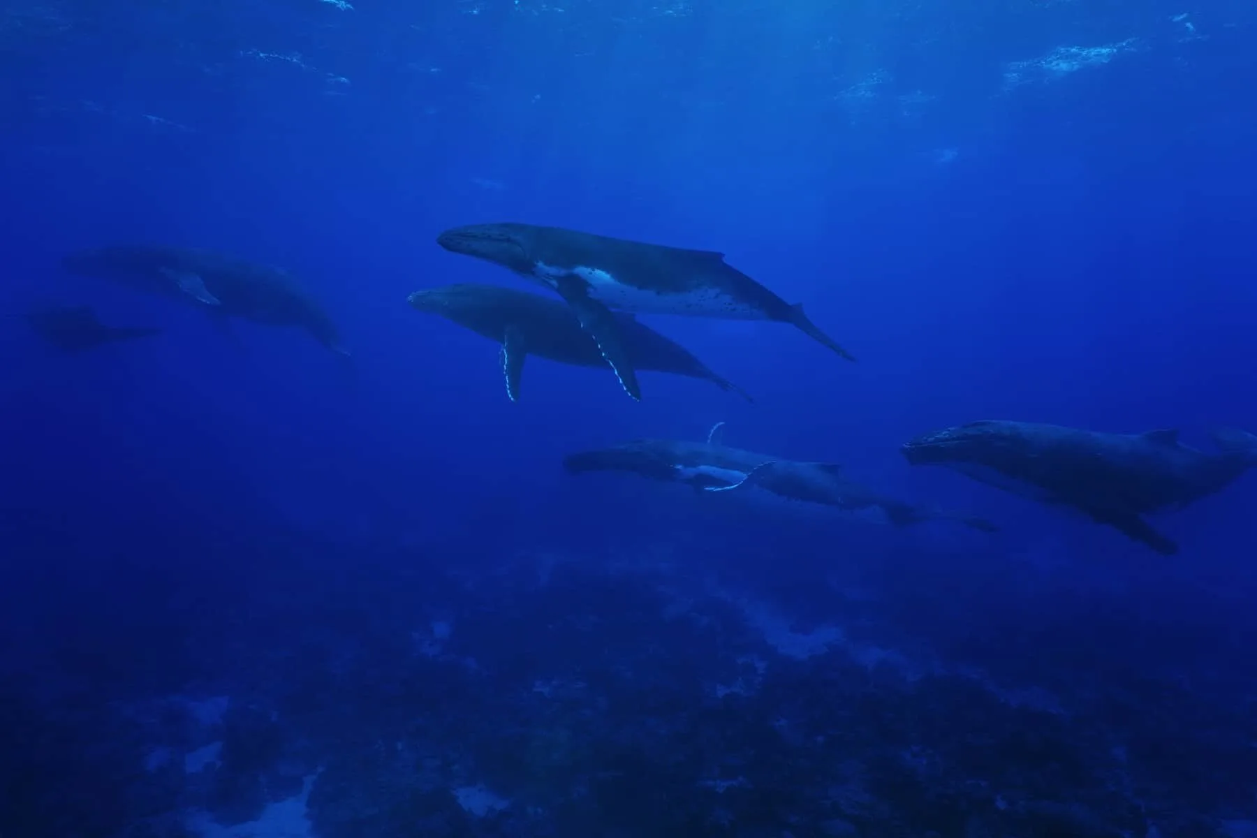 Gruppe af humpback hvaler, Megaptera novaeangliae, Megaptera novaeangliae, underwater in the Pacific ocean, Rurutu island, Austral archipelago, French Polynesia