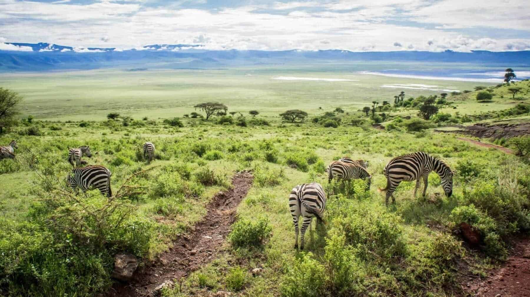 Safari rejsemål i Afrika Ngorongoro-Crater-Tanzania